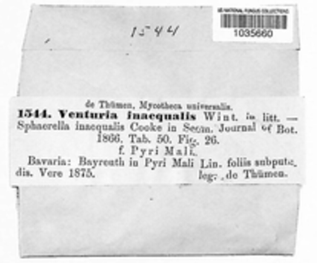 Venturia inaequalis image